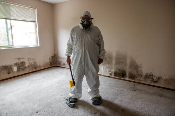 Trusted Mount Gilead, NC Mold Removal Experts